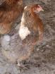 Bruteier meiner Reinrassigen Araucana